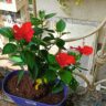 Tips for Growing Hibiscus Flowers at Home