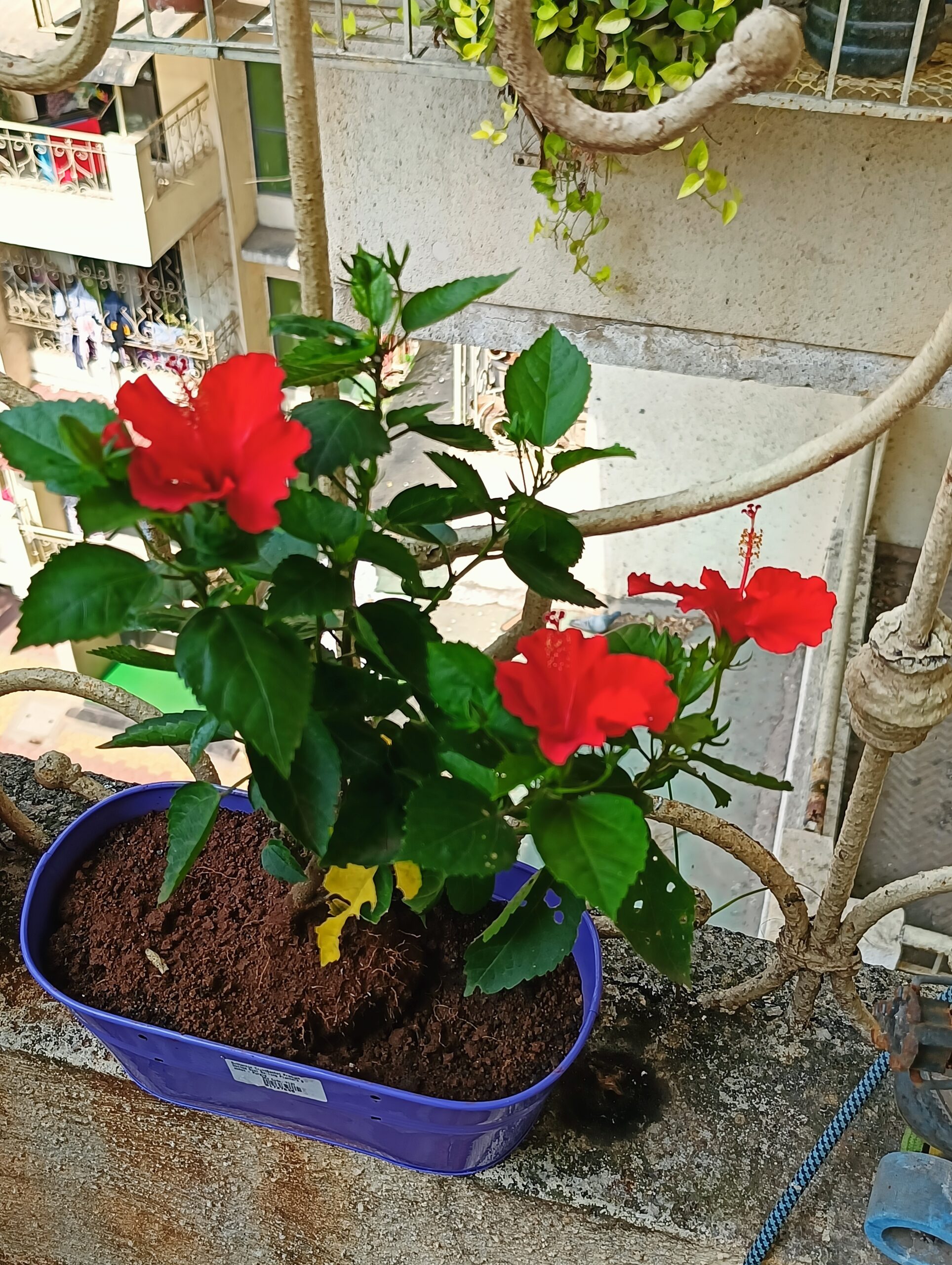 Tips for Growing Hibiscus Flowers at Home